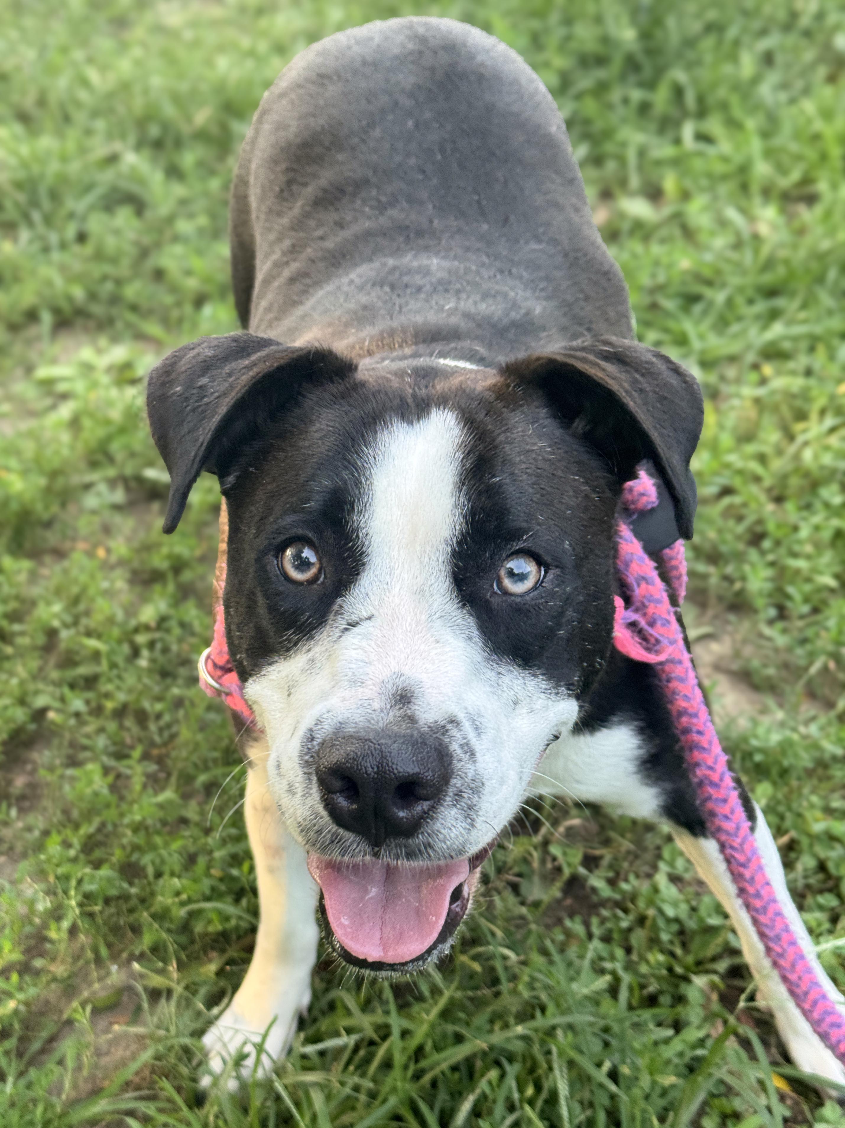 Enlarge Oreo, an adopted mixed breed in Anderson, IN image 3/3
