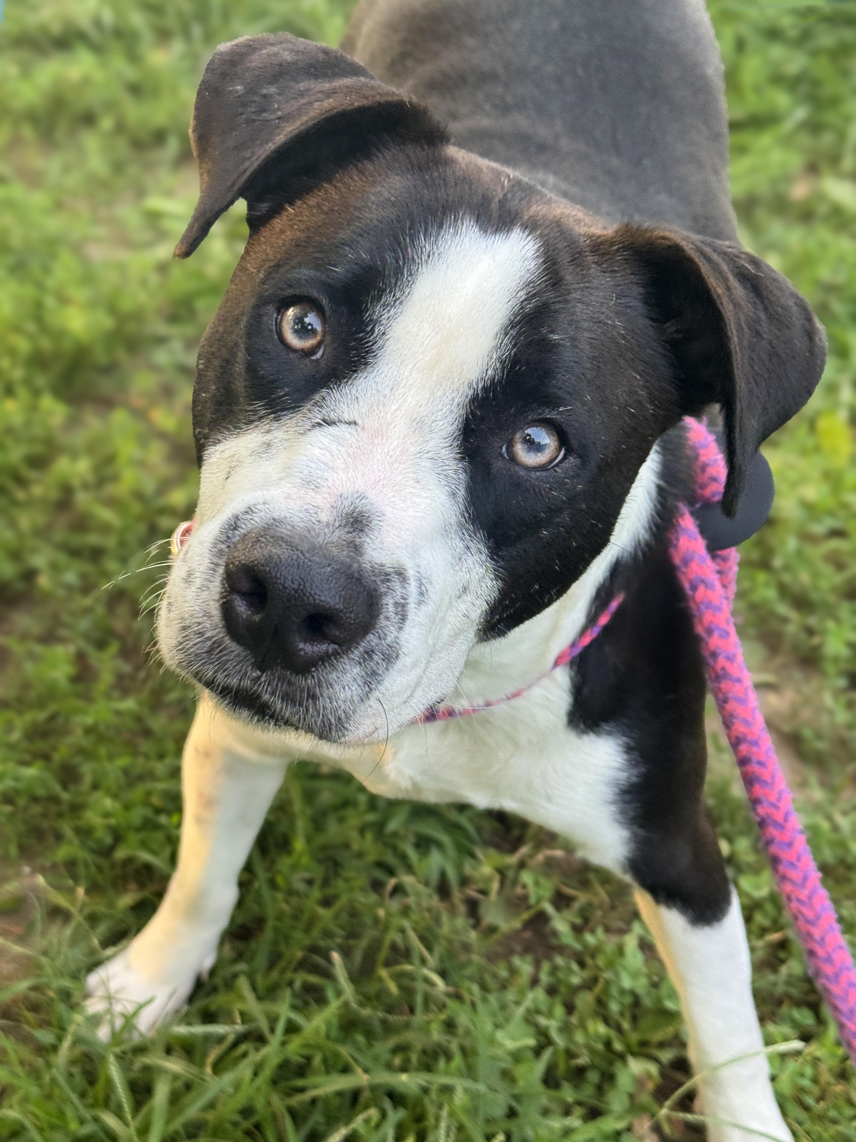 Oreo, adopted, Young Female Dalmatian & Bulldog.