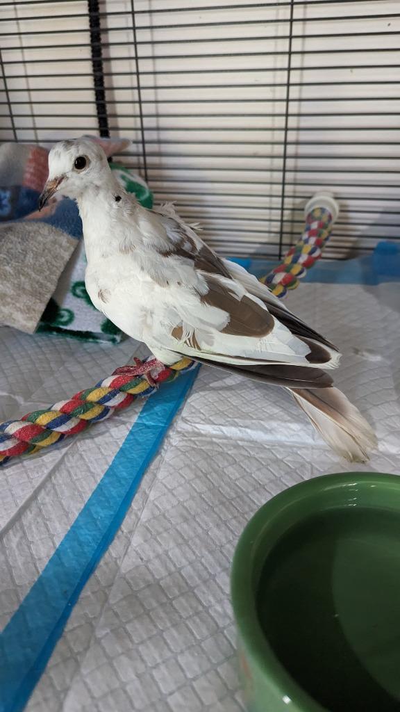 Chip, Adoptable, Adult Male Dove.