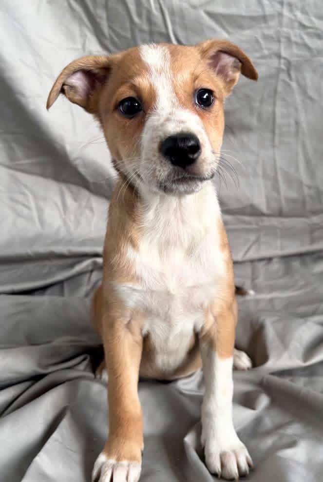 Enlarge Bramble, a Adopted Mixed Breed in Lutz, FL image 1/1