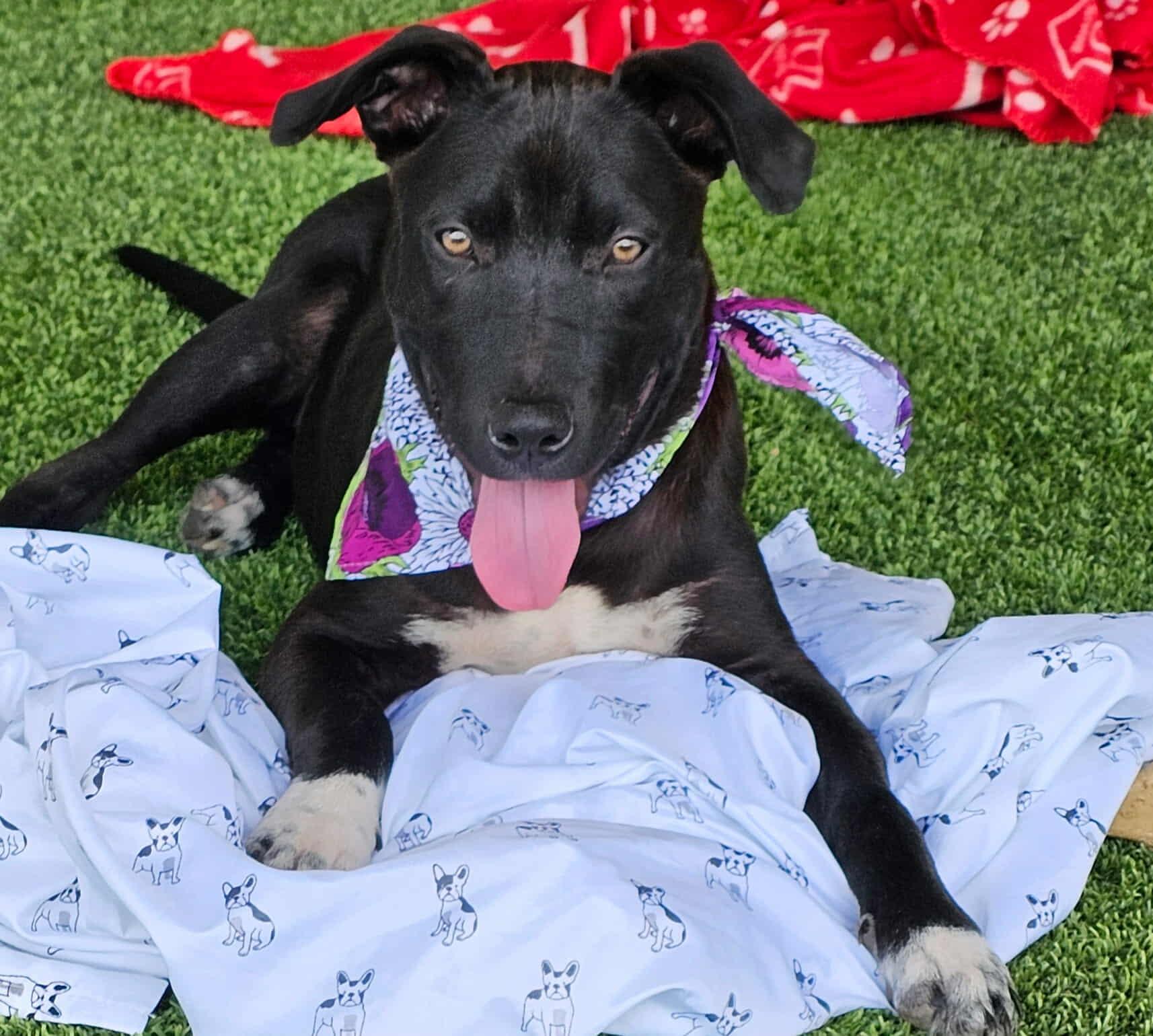 Jancey, Adoptable, Puppy Female Labrador Retriever & Mixed Breed.