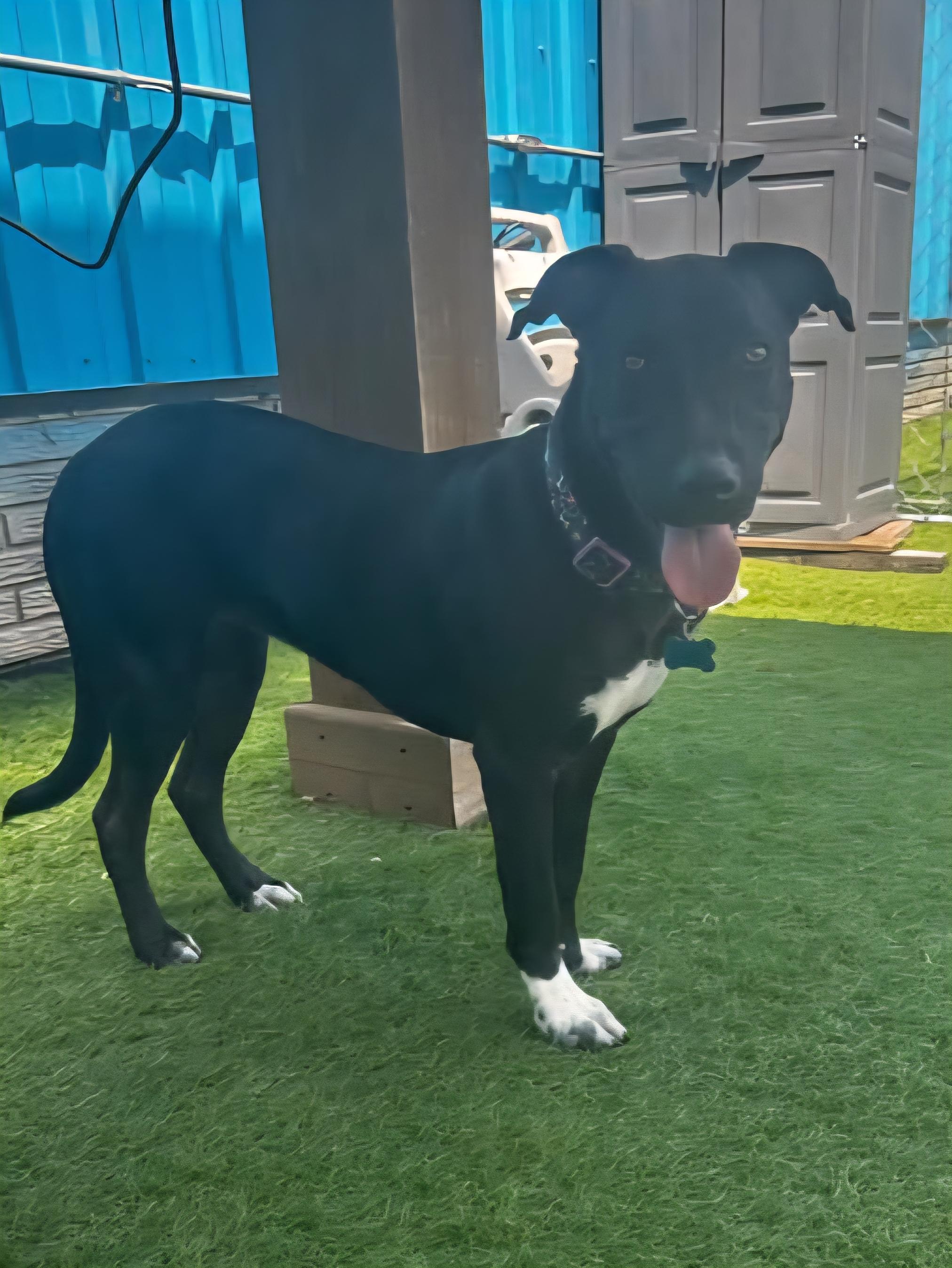 Enlarge Jancey, a Adoptable mixed breed in Cedar Rapids, IA image 2/6