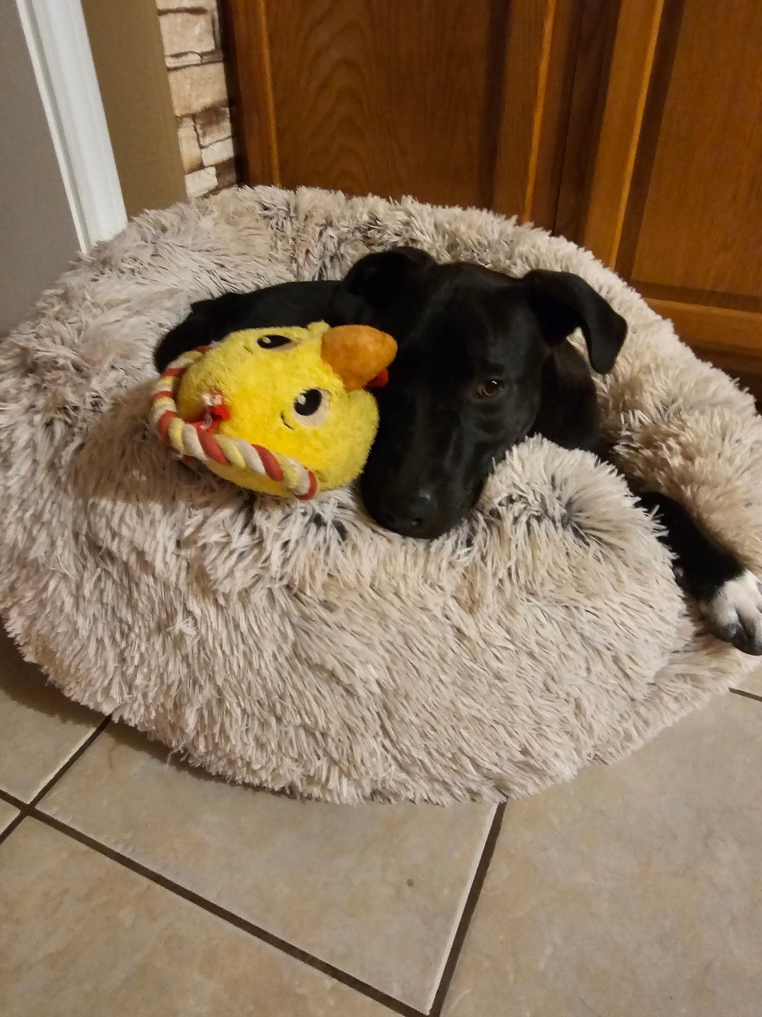 Enlarge Jancey, a Adoptable mixed breed in Cedar Rapids, IA image 3/6