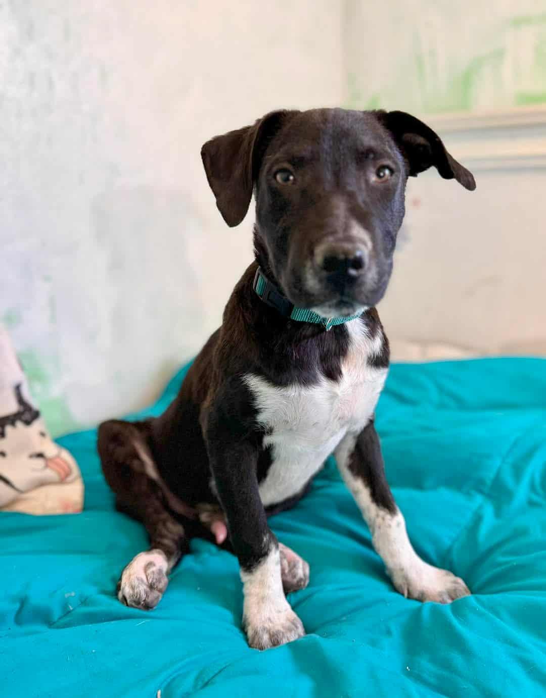 Enlarge Jancey, a Adoptable mixed breed in Cedar Rapids, IA image 4/6