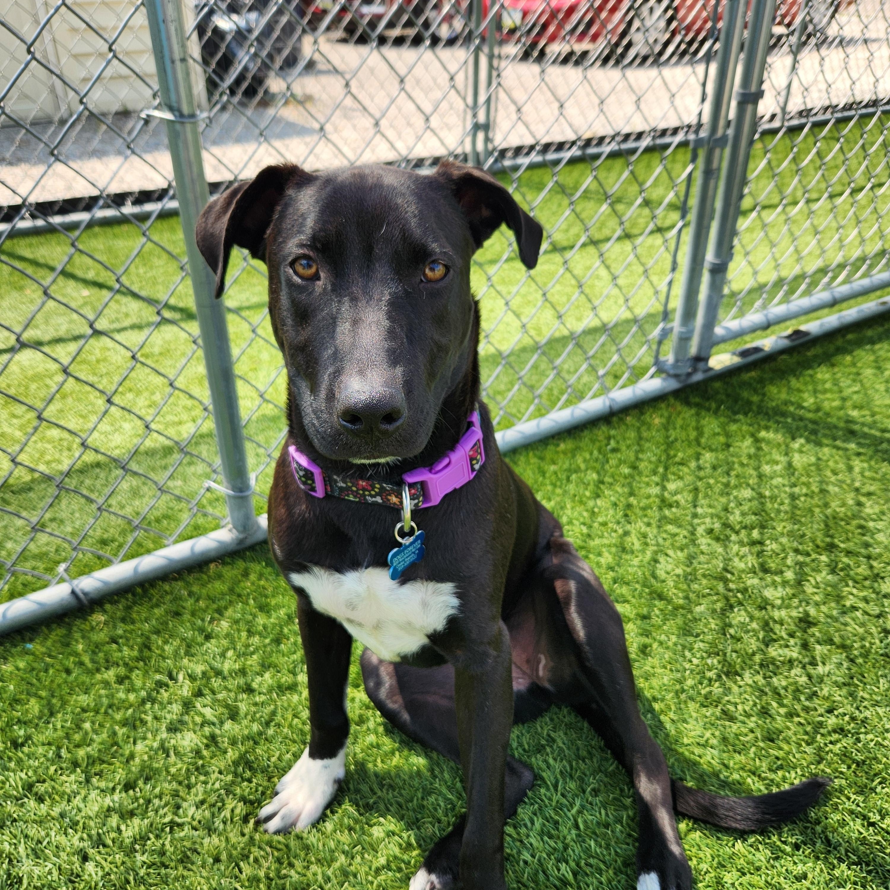 Enlarge Jancey, a Adoptable mixed breed in Cedar Rapids, IA image 5/6