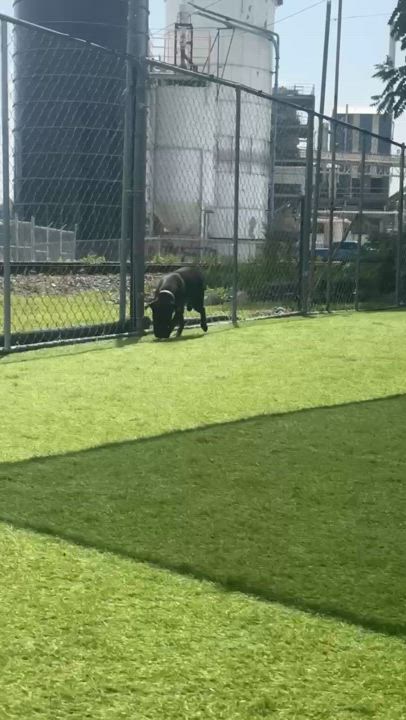 Enlarge Jancey, a Adoptable mixed breed in Cedar Rapids, IA video 6/6