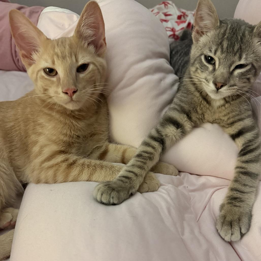 General, Adoptable, Kitten Male Domestic Short Hair.
