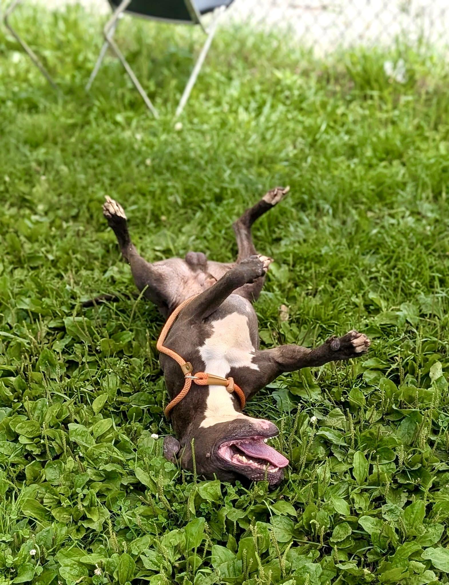 Hitchhiker, a ADOPTABLE Pit Bull Terrier in Chicago, IL image 3/4