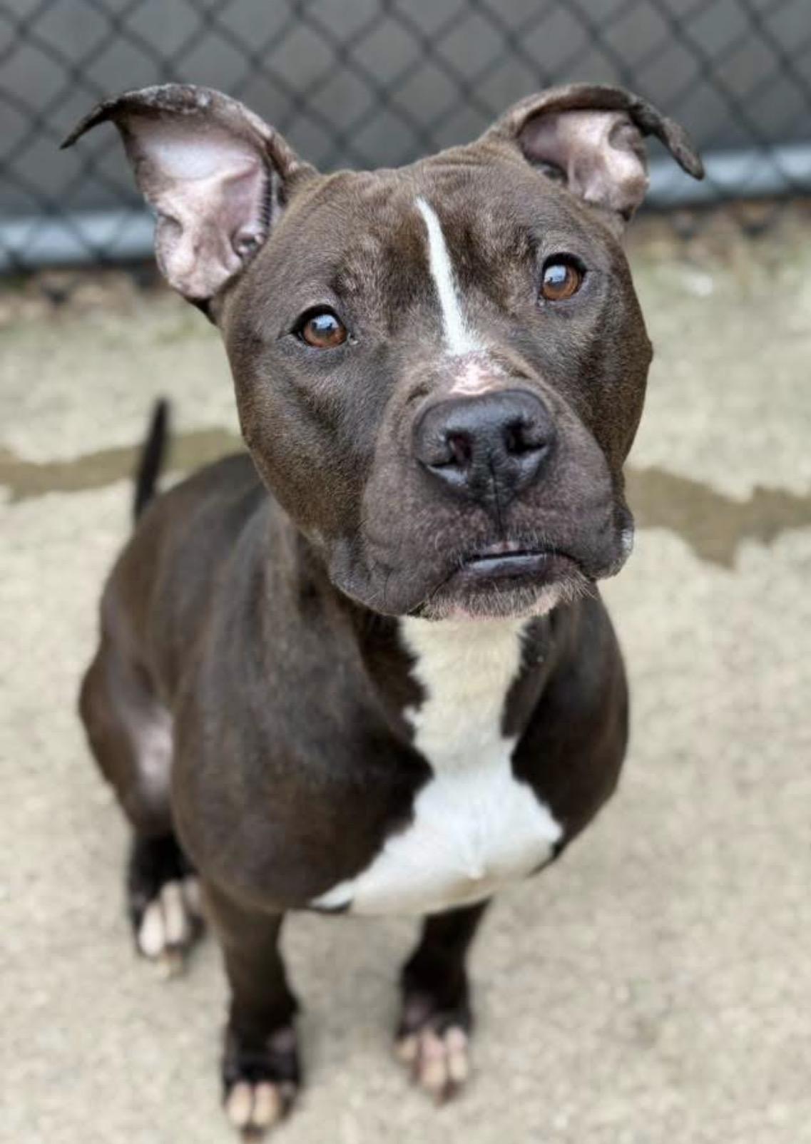 Hitchhiker, a ADOPTABLE Pit Bull Terrier in Chicago, IL image 2/4