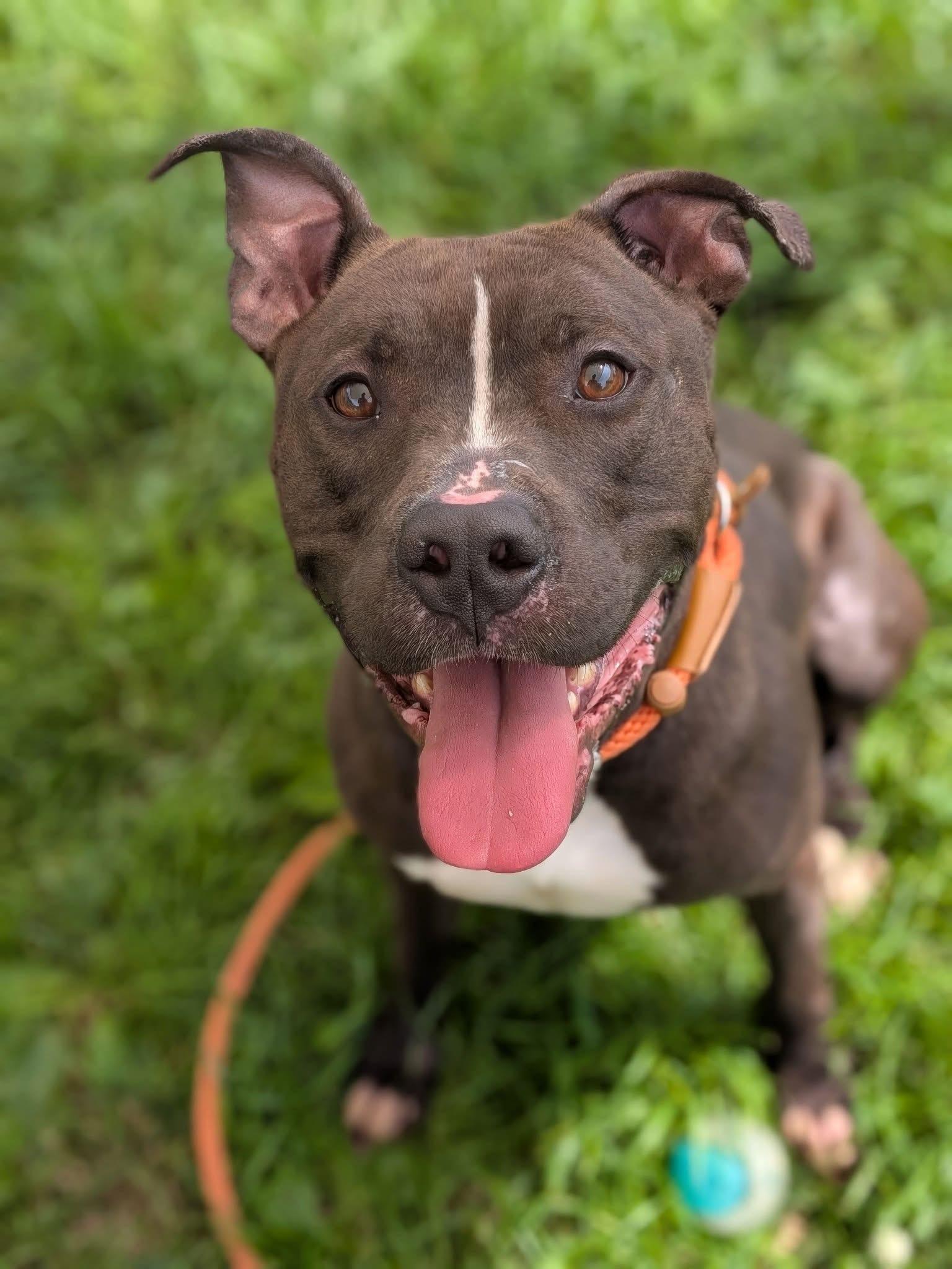Hitchhiker, a ADOPTABLE Pit Bull Terrier in Chicago, IL image 1/4