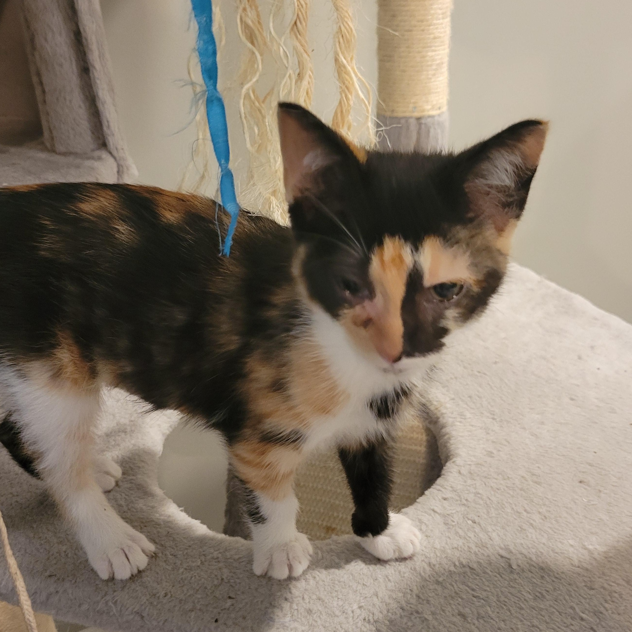 Nan, Baby Female Domestic Short Hair