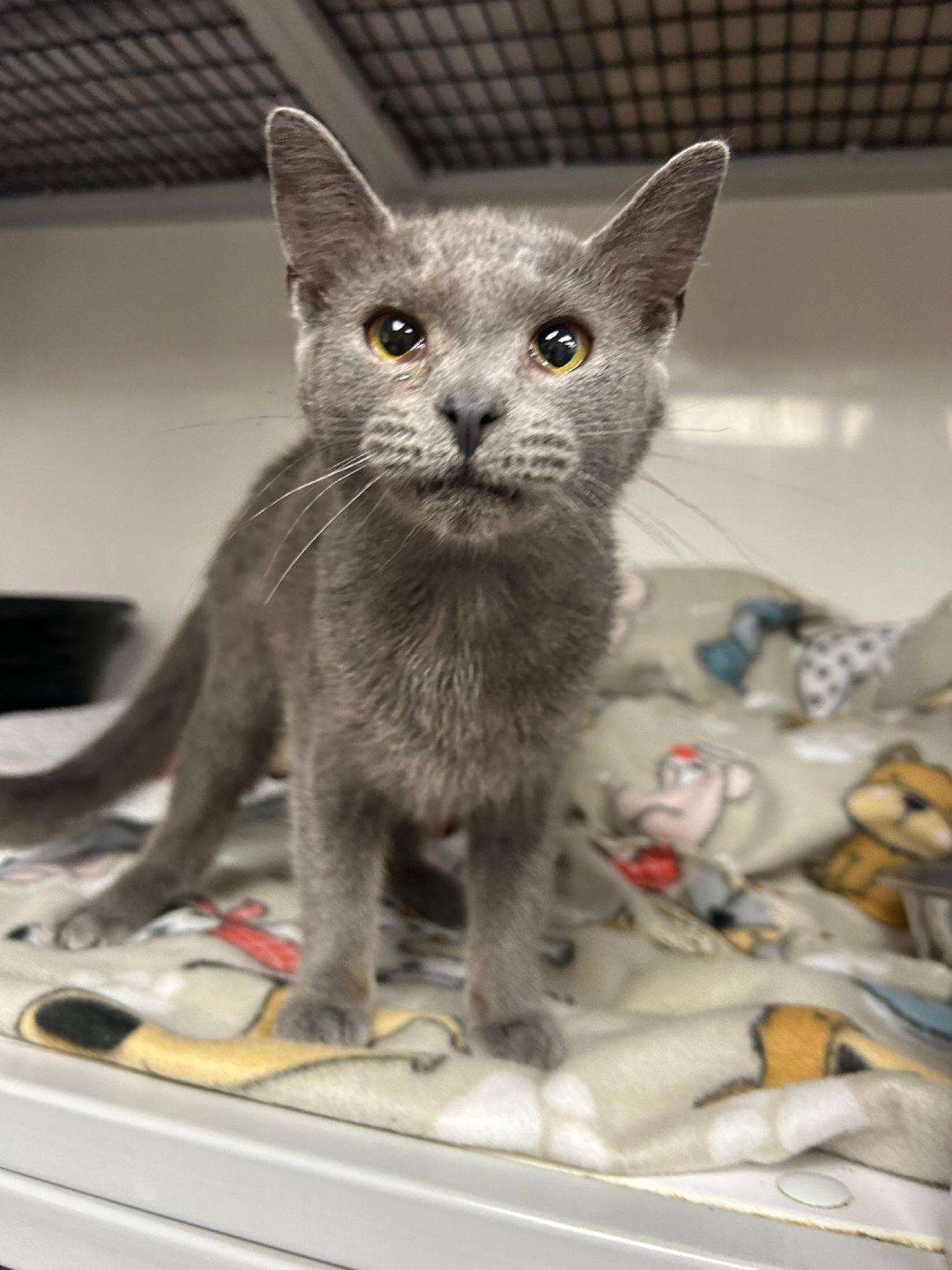 Zinnia, Young Female Domestic Short Hair