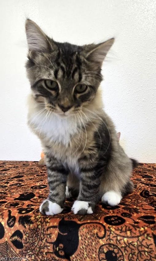 Enlarge Chaz, a Adopted Domestic Medium Hair in Red Wing, MN image 2/3