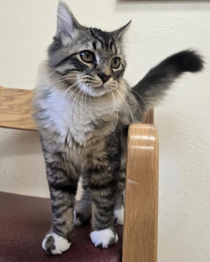 Enlarge Chaz, a Adopted Domestic Medium Hair in Red Wing, MN image 3/3