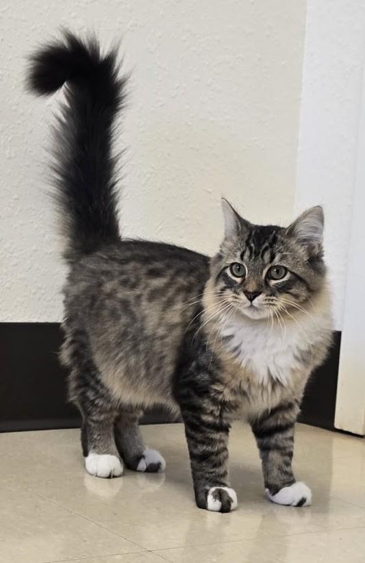 Enlarge Chaz, a Adopted Domestic Medium Hair in Red Wing, MN image 1/3