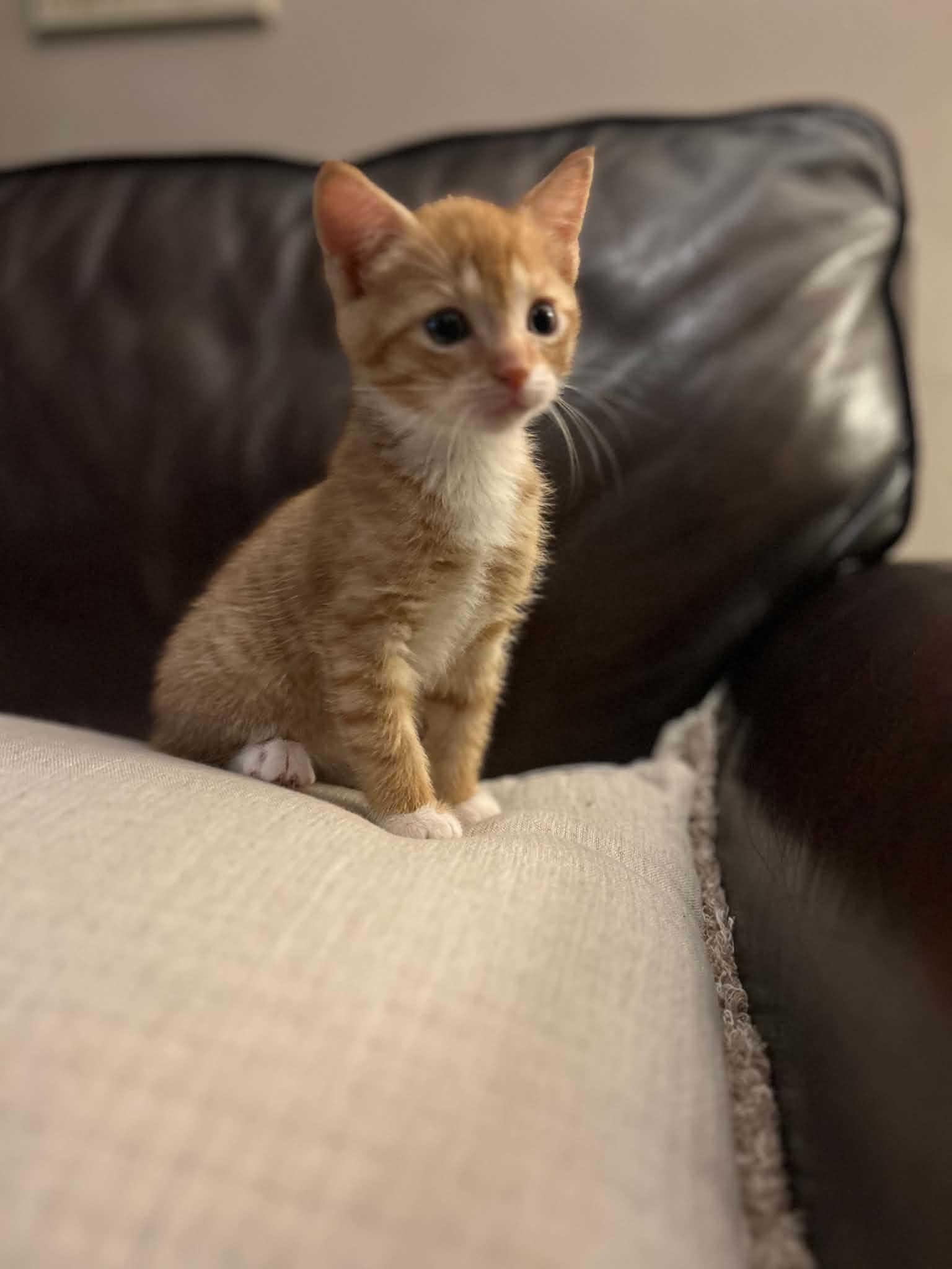 Kenzie, ADOPTABLE, Kitten Female Domestic Short Hair.