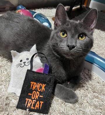 Enlarge George, a Adoptable Domestic Short Hair in Akron, OH image 1/3