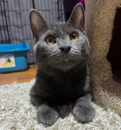 Enlarge George, a Adoptable Domestic Short Hair in Akron, OH image 2/3