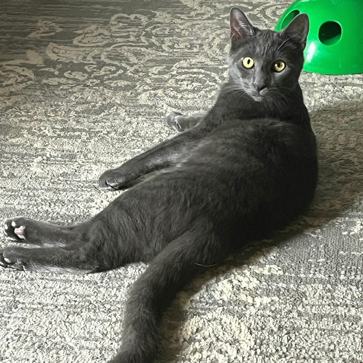 Enlarge George, a Adoptable Domestic Short Hair in Akron, OH image 3/3