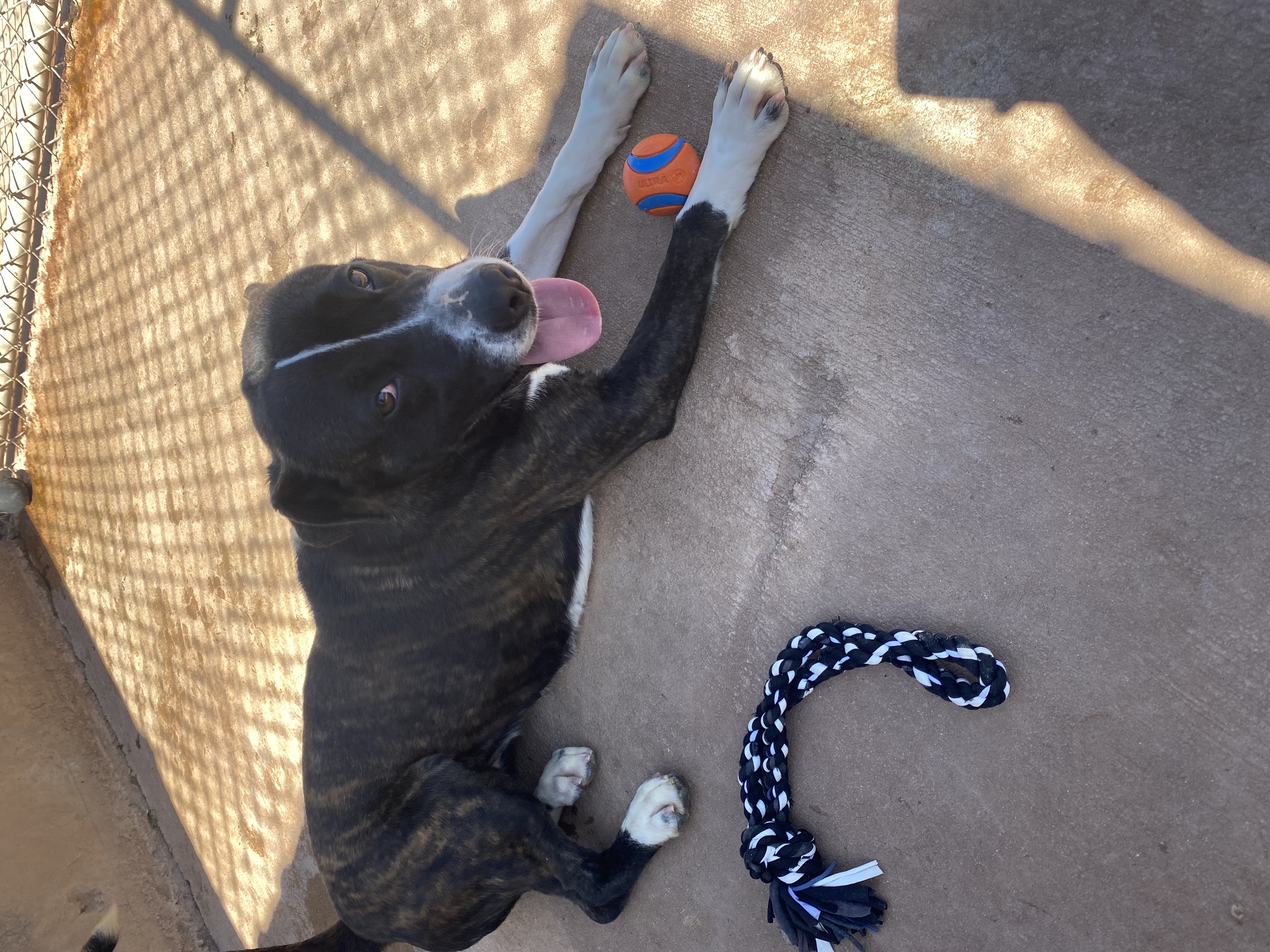 Margo, Adoptable, Young Female Pit Bull Terrier.