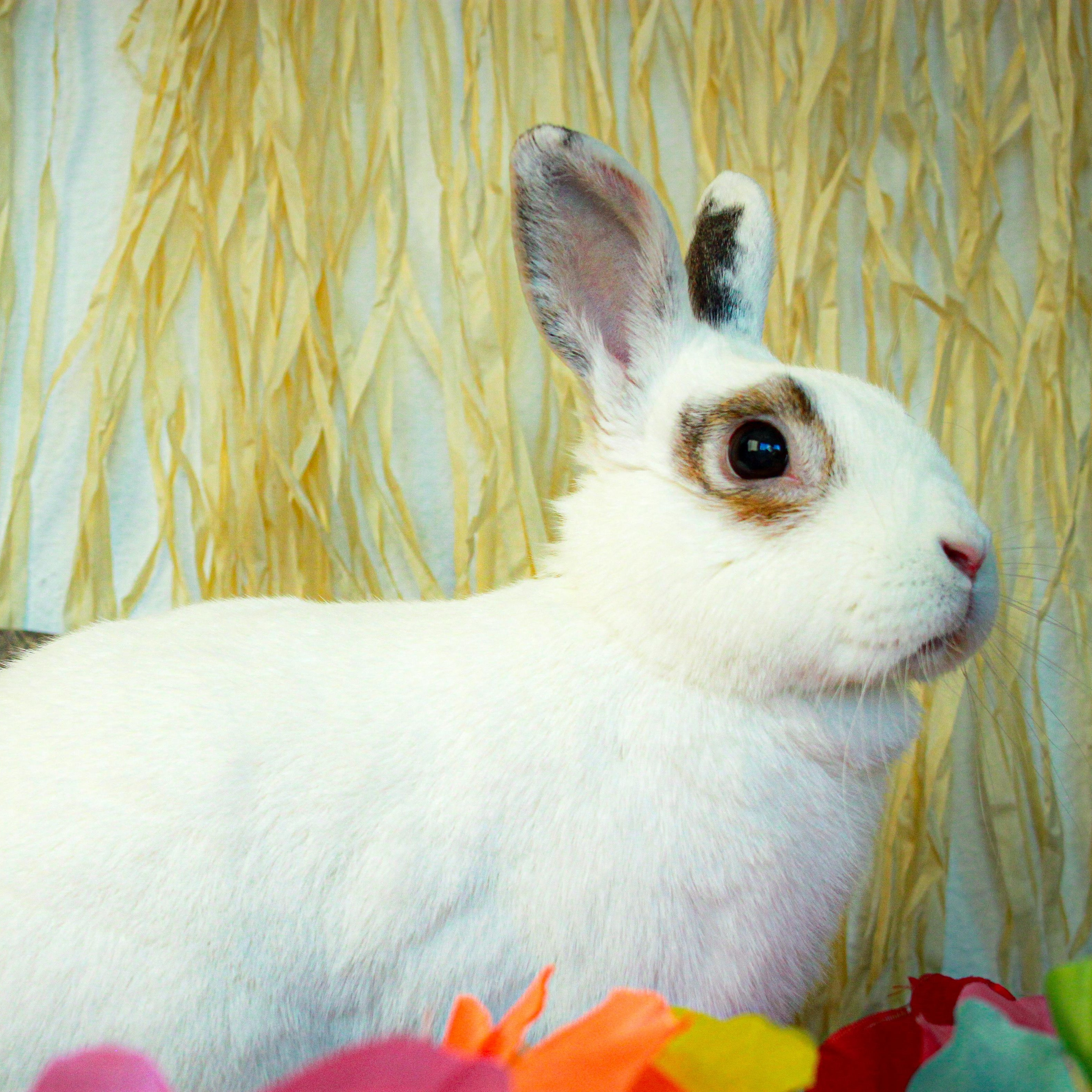 Spot, Adoptable, Adult Male Bunny Rabbit.
