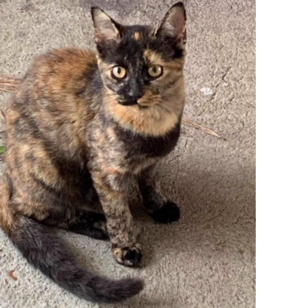 Enlarge Leona (mom), a Adoptable Domestic Short Hair in Baytown, TX image 2/3