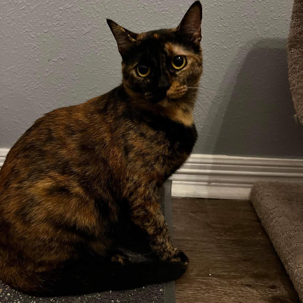 Enlarge Leona (mom), a Adoptable Domestic Short Hair in Baytown, TX image 3/3