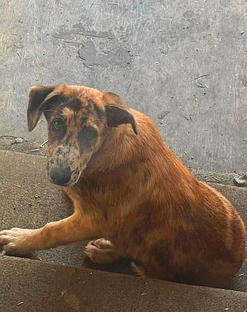 Duke, Adoptable, Puppy Male Catahoula Leopard Dog & Mixed Breed.