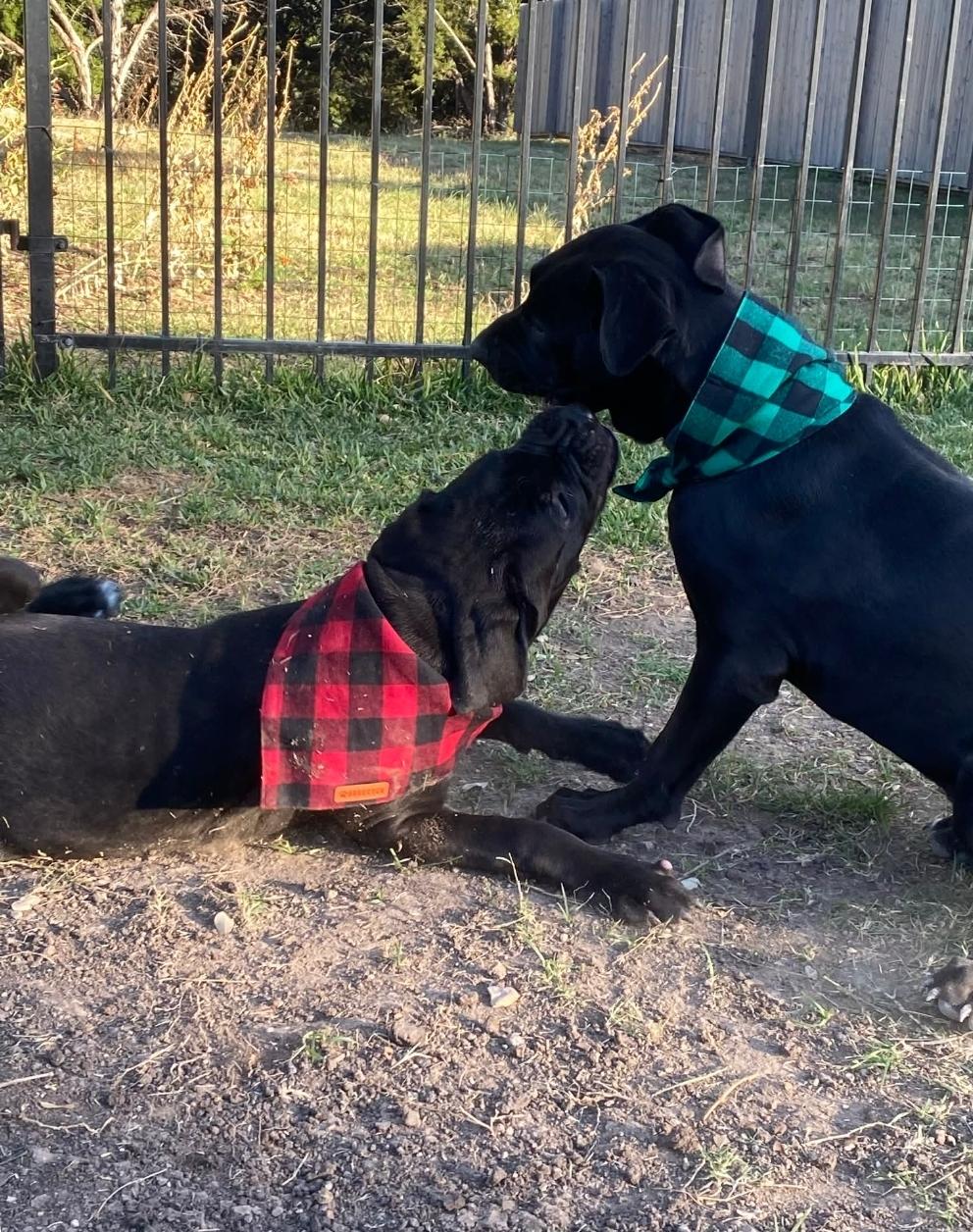 Hans & Hanna, a Adoptable mixed breed in Ann Arbor, MI image 1/6