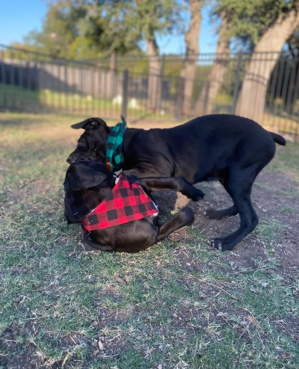 Hans & Hanna, a Adoptable mixed breed in Ann Arbor, MI image 4/6