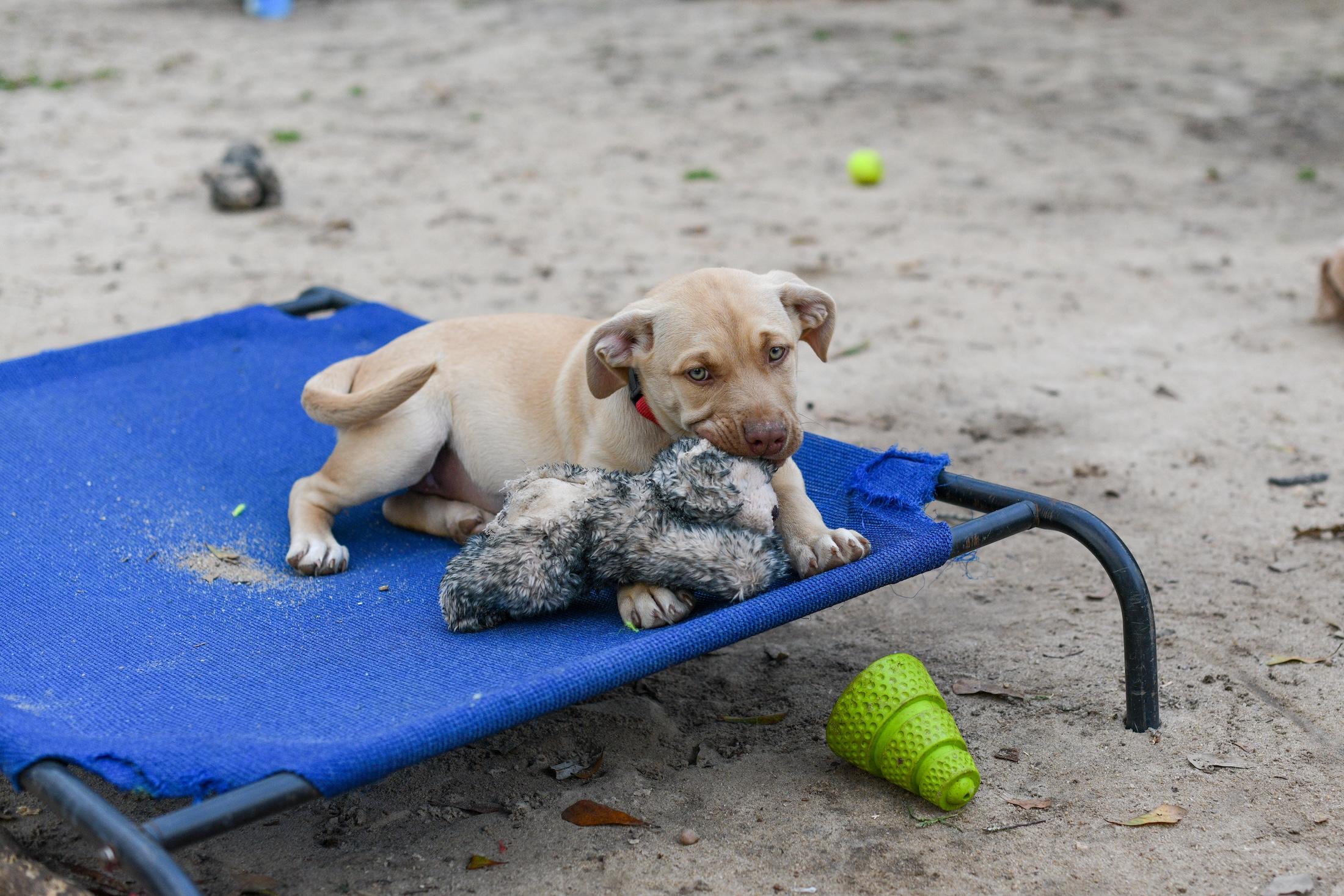 Enlarge Sybil, an adopted Mixed Breed in Argyle, NY image 5/5
