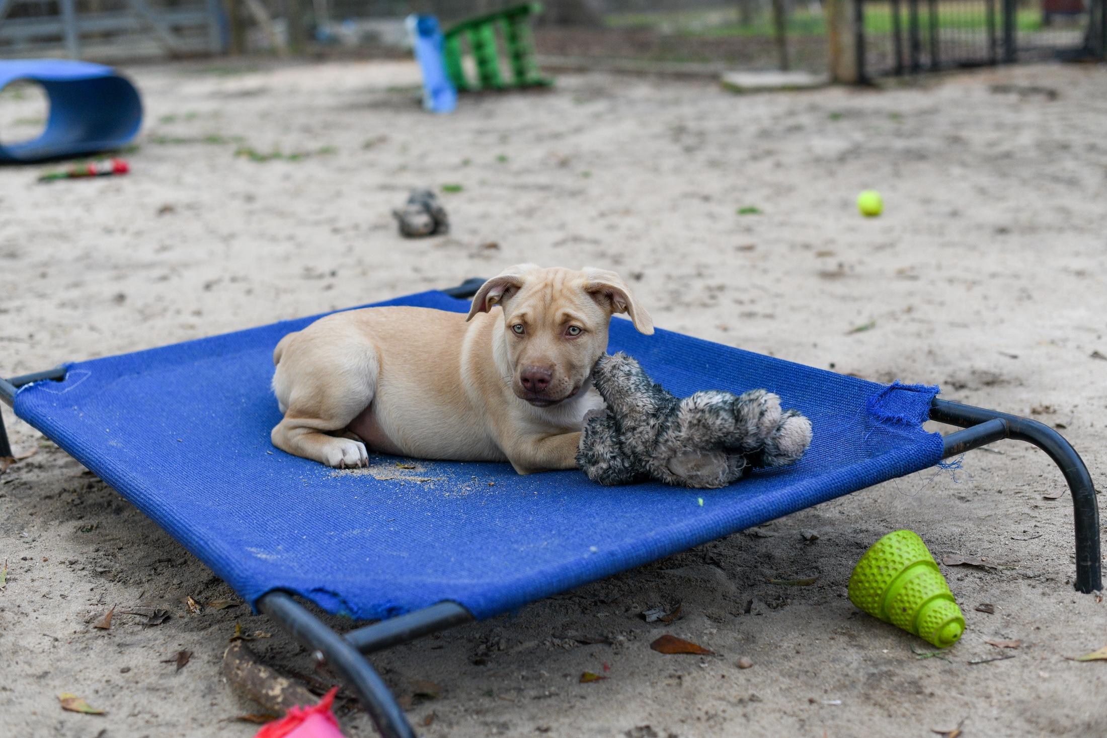 Enlarge Sybil, an adopted Mixed Breed in Argyle, NY image 4/5