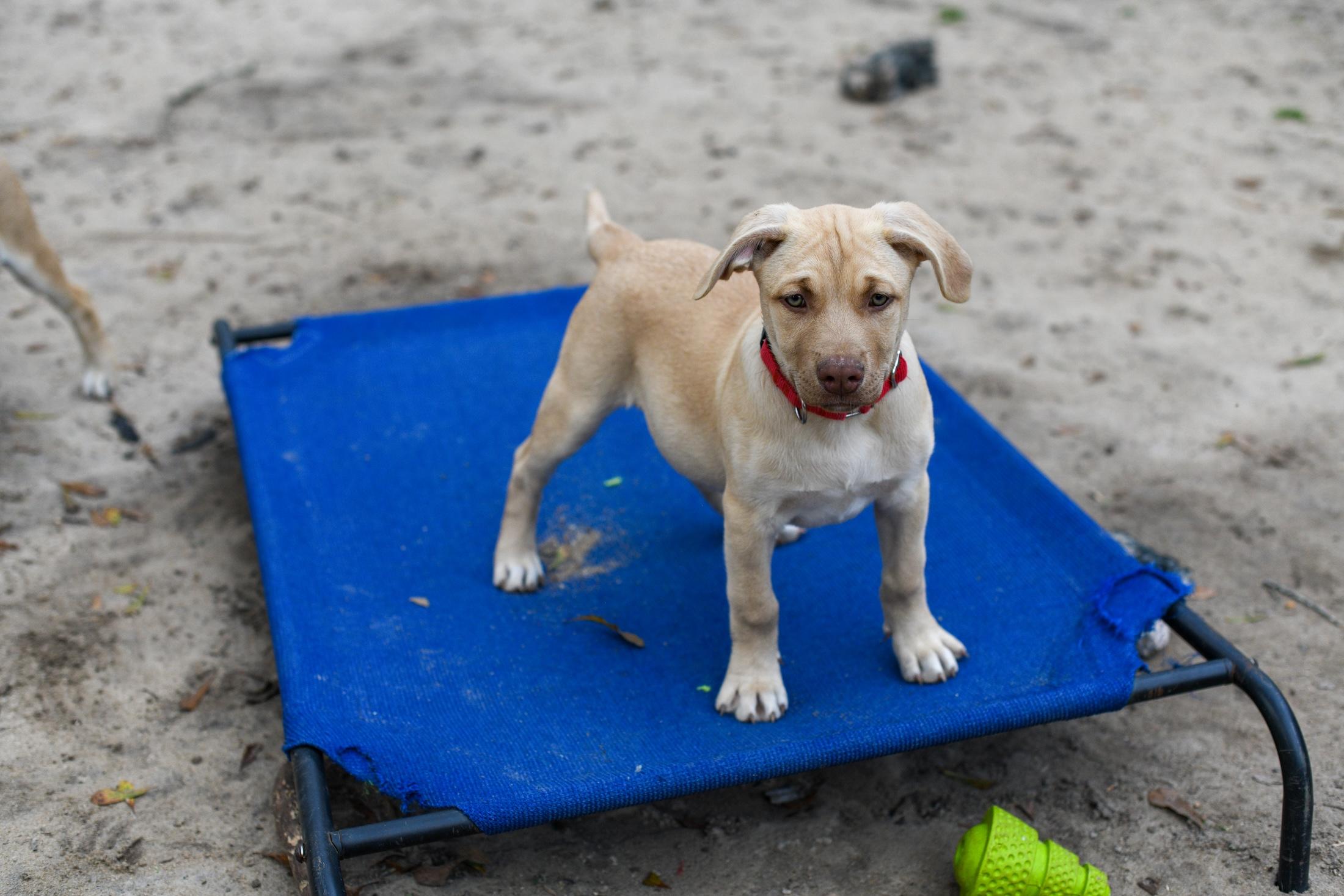 Enlarge Sybil, an adopted Mixed Breed in Argyle, NY image 3/5