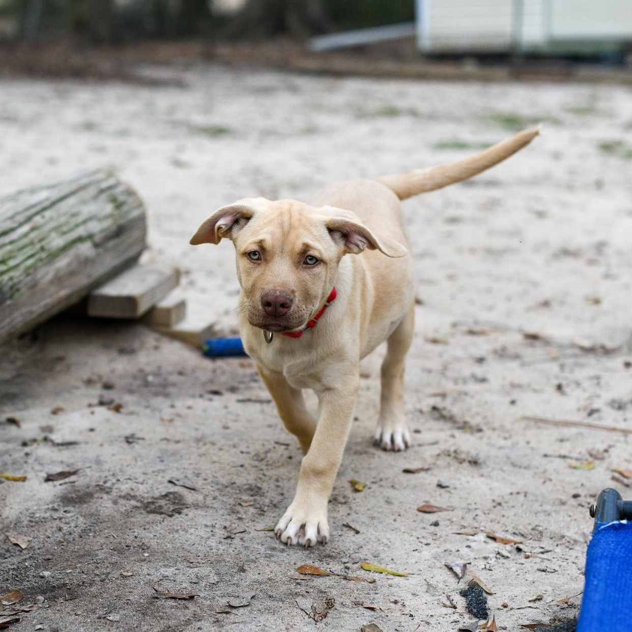 Enlarge Sybil, an adopted Mixed Breed in Argyle, NY image 1/5