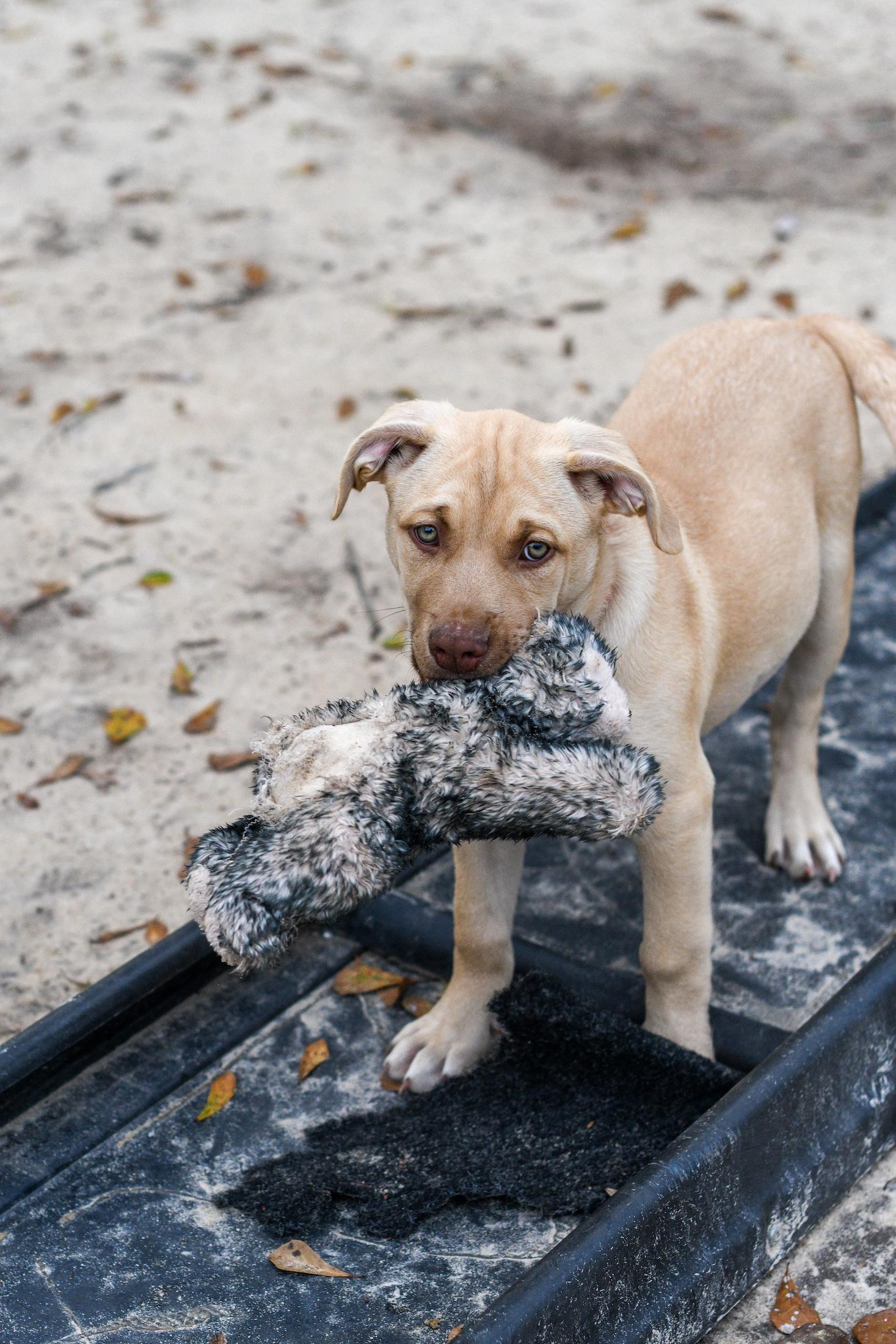 Enlarge Sybil, an adopted Mixed Breed in Argyle, NY image 2/5