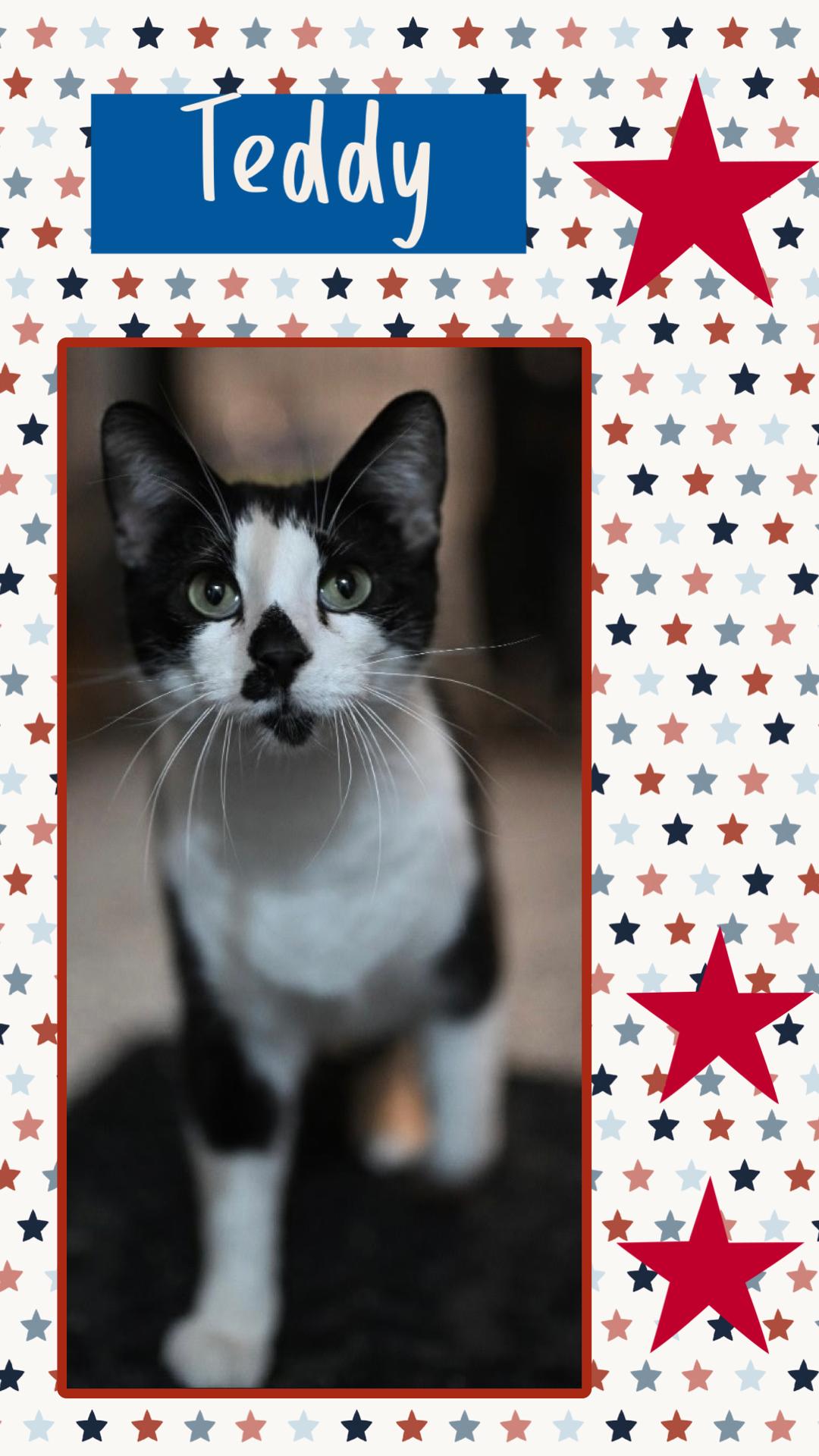 Teddy, adopted, Young Male Domestic Short Hair.