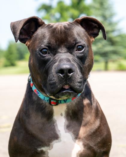 Richard, Adoptable, Adult Male Pit Bull Terrier & Mixed Breed.