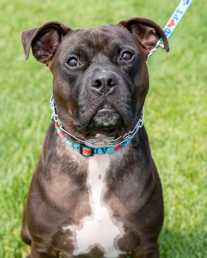 Enlarge Richard, a Adoptable mixed breed in Pequot Lakes, MN image 2/2