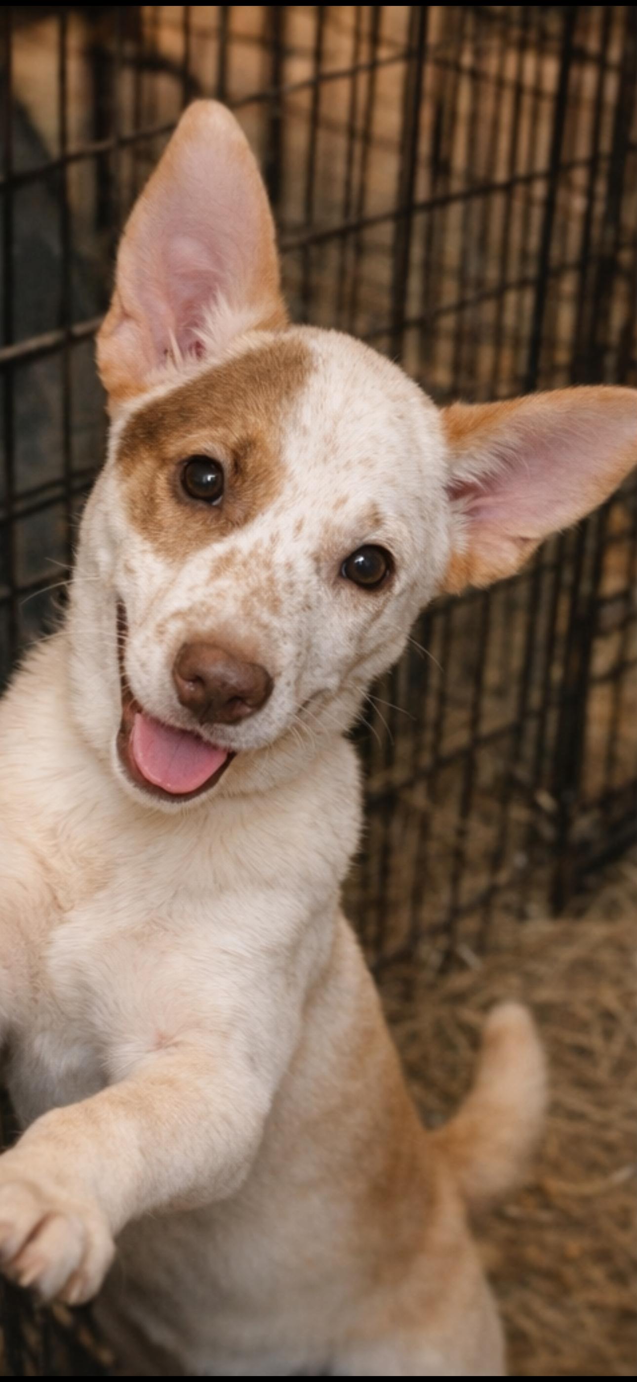 Sirius, ADOPTABLE, Puppy Female Australian Cattle Dog / Blue Heeler.