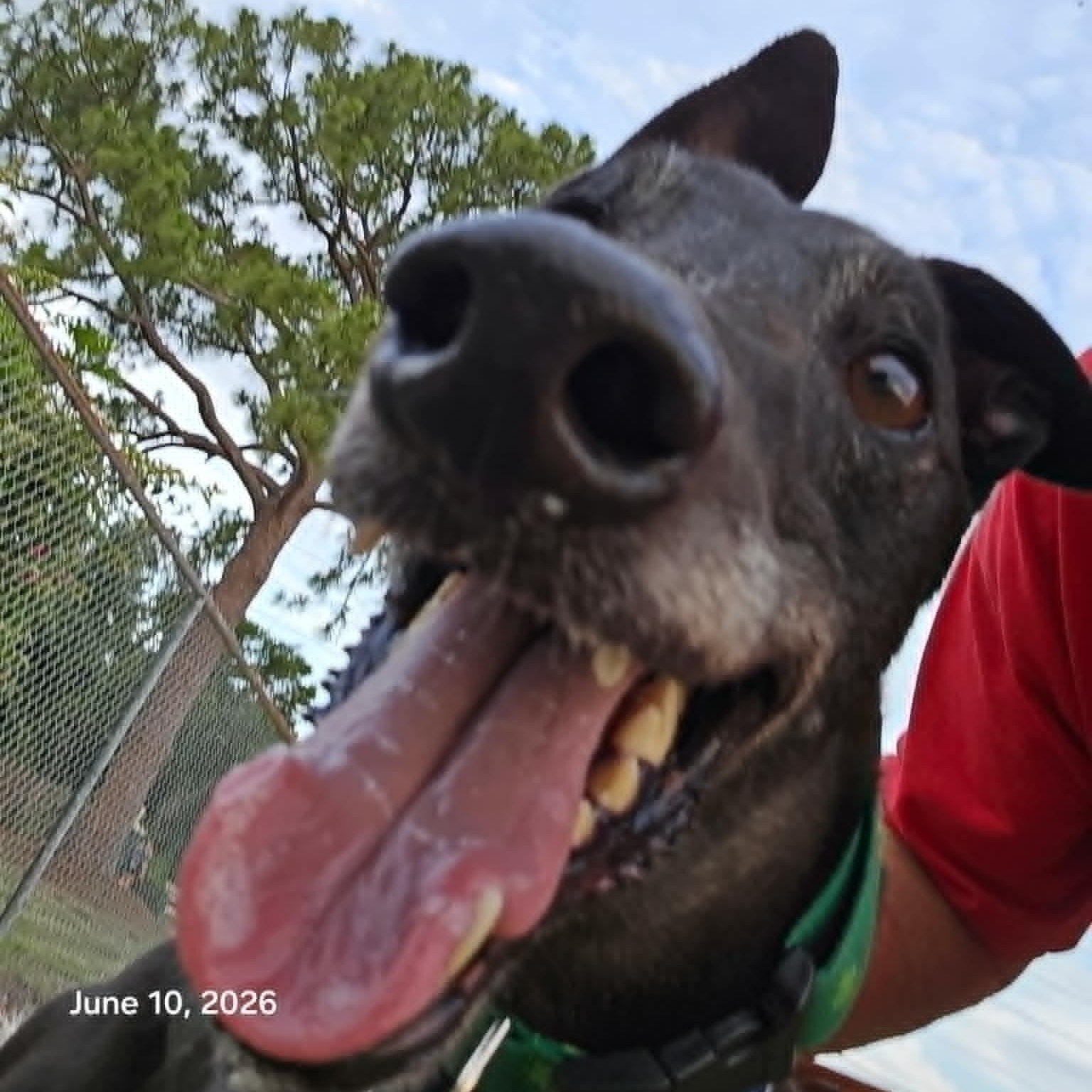 Enlarge Move To Soon (Barry), an adopted Greyhound in North Port, FL image 3/4