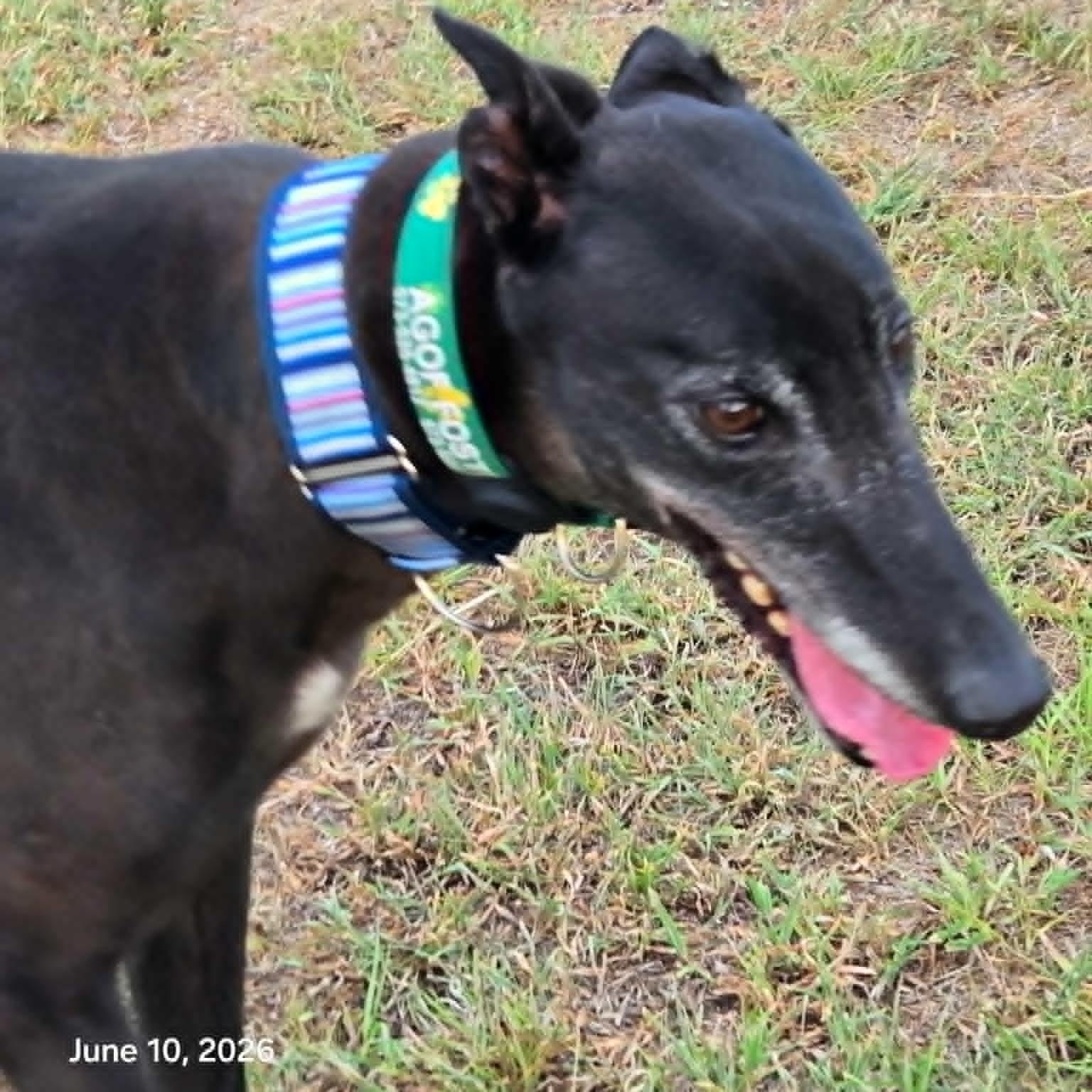 Move To Soon (Barry), adopted, Adult Male Greyhound.