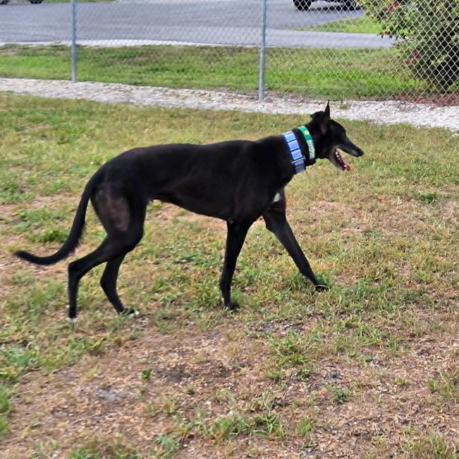 Enlarge Move To Soon (Barry), an adopted Greyhound in North Port, FL image 4/4