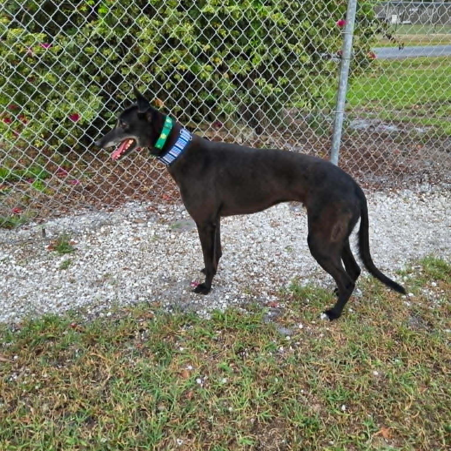 Enlarge Move To Soon (Barry), an adopted Greyhound in North Port, FL image 2/4