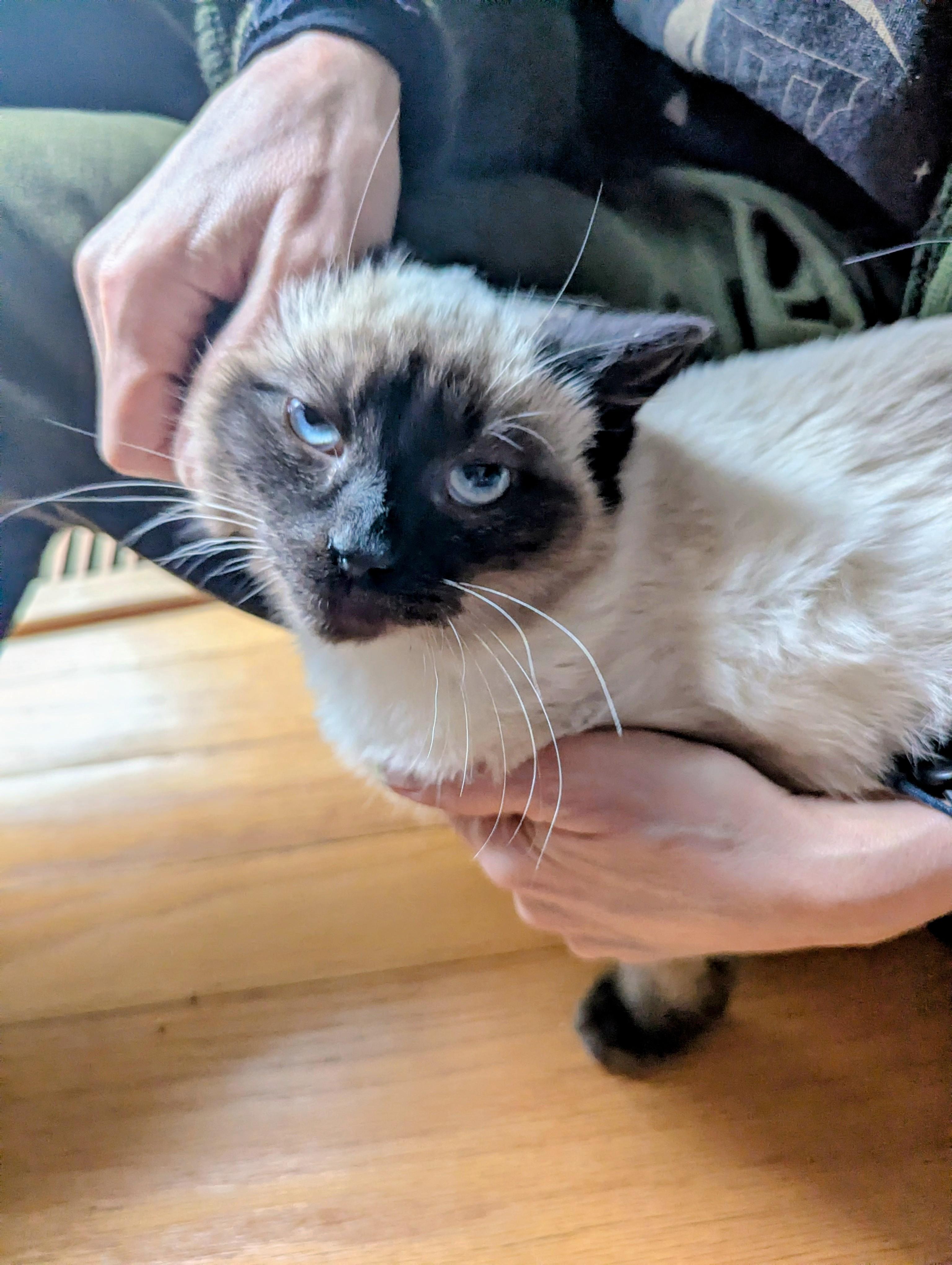 Enlarge Solstice , a ADOPTABLE mixed breed in Hendersonville, NC image 3/4