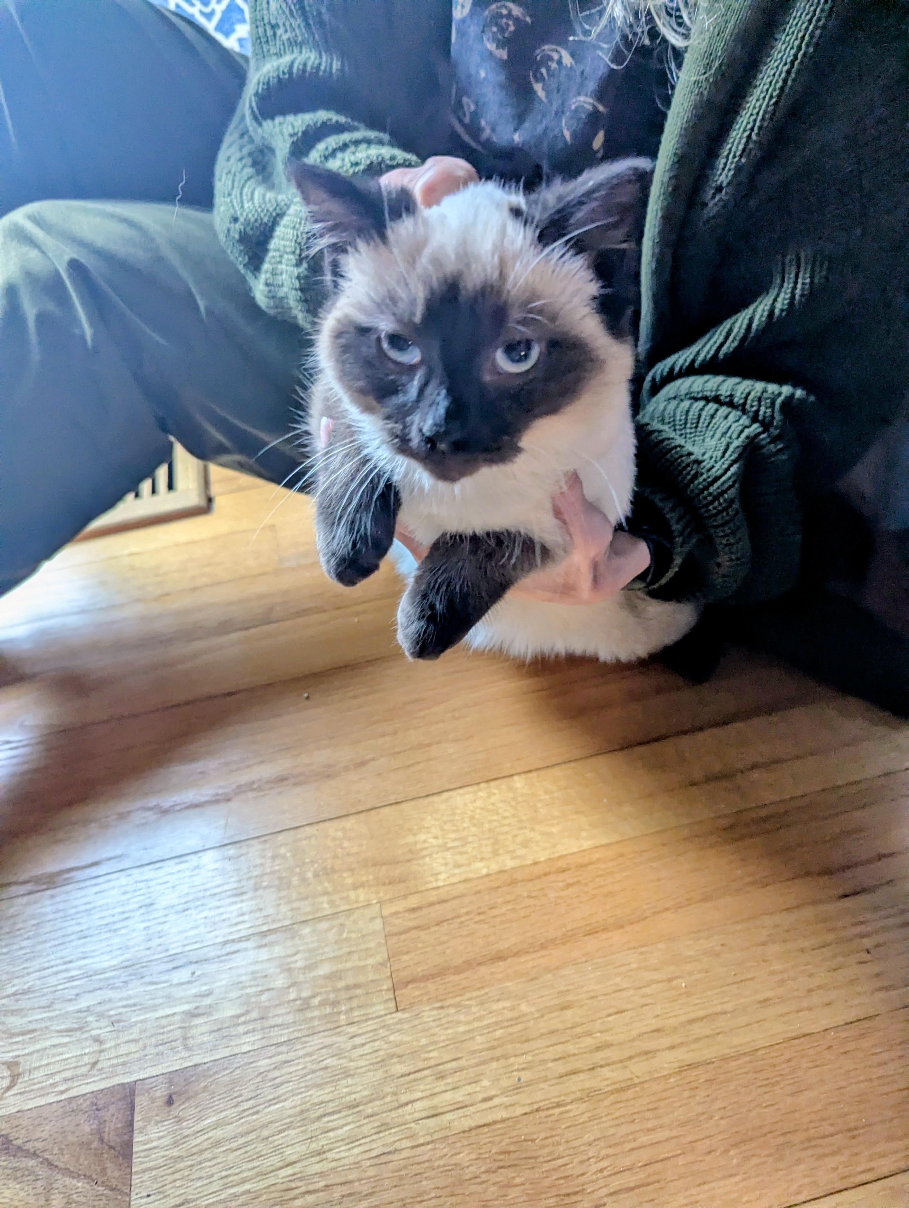 Solstice , ADOPTABLE, Kitten Male Siamese & Domestic Short Hair.