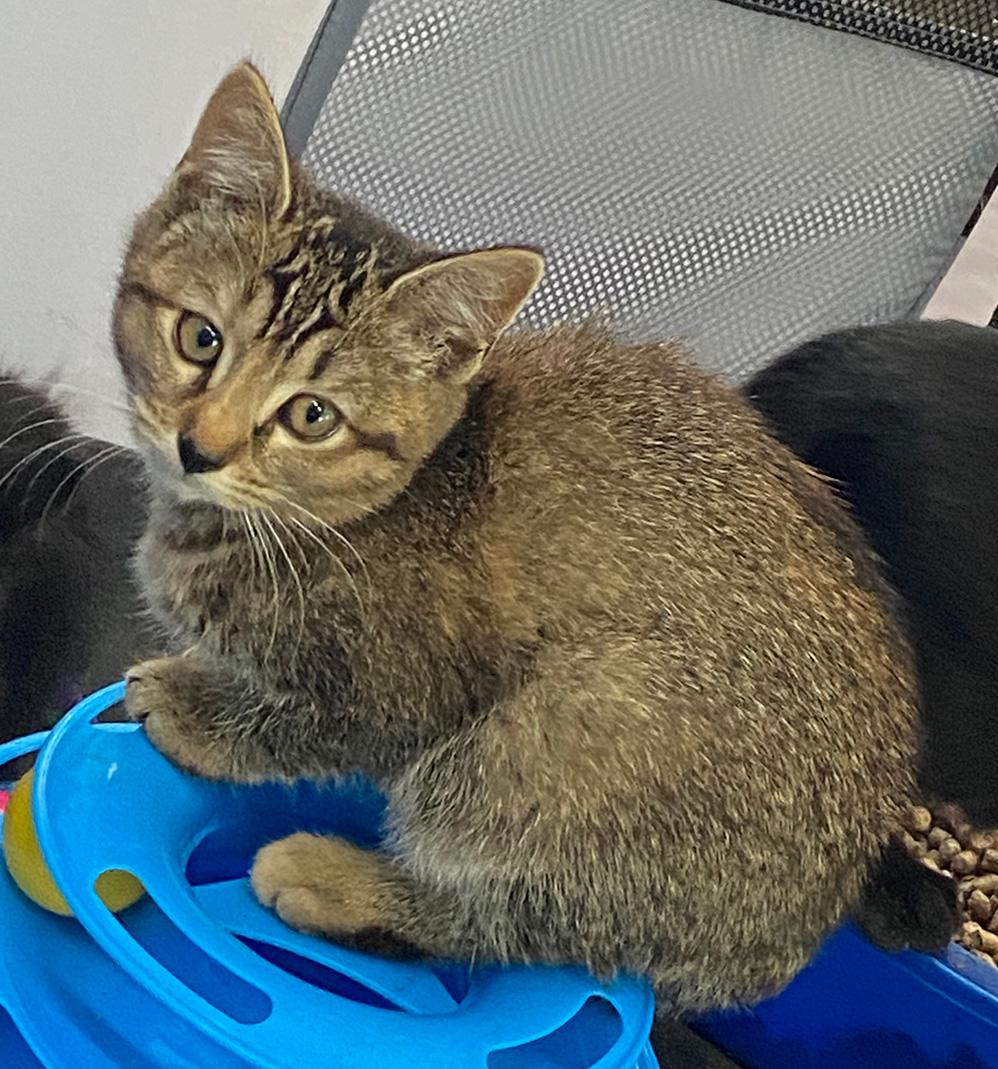 Carrie, Adoptable, Kitten Female Domestic Short Hair.