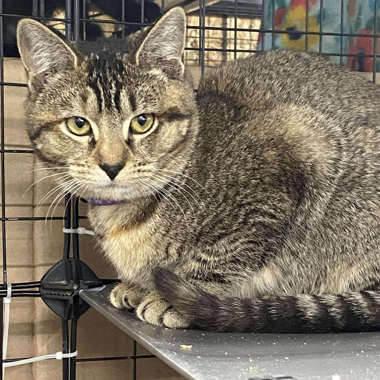 Enlarge Carrie, a Adoptable Domestic Short Hair in Fair Haven, VT image 2/6