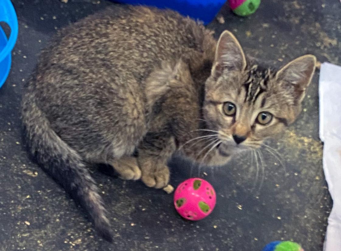 Enlarge Carrie, a Adoptable Domestic Short Hair in Fair Haven, VT image 3/6