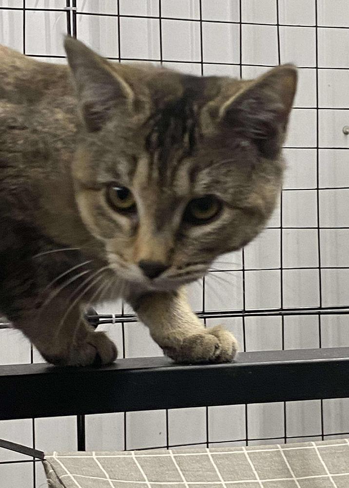 Enlarge Carrie, a Adoptable Domestic Short Hair in Fair Haven, VT image 4/6