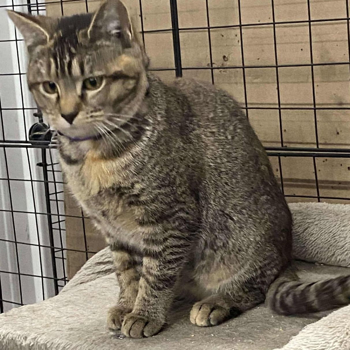 Enlarge Carrie, a Adoptable Domestic Short Hair in Fair Haven, VT image 5/6